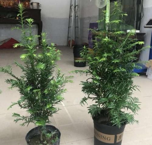  『红豆杉』网红植物“红豆杉”，叶子哗哗掉，避开3个坑，还能起死回生