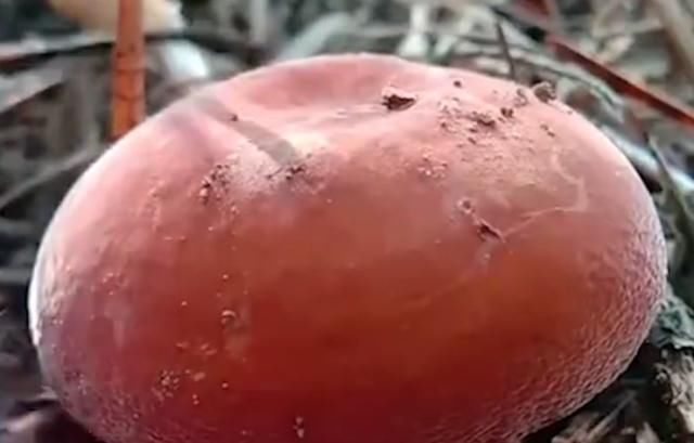  #野味#山林中才有的野味，过去农民怕有毒不敢摘，如今一斤能卖5