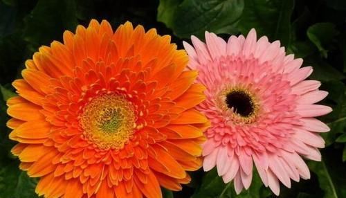 『非洲菊』还养绿萝吊兰？此花比它俩好养，花色美丽多彩，开花易爆盆，美啊