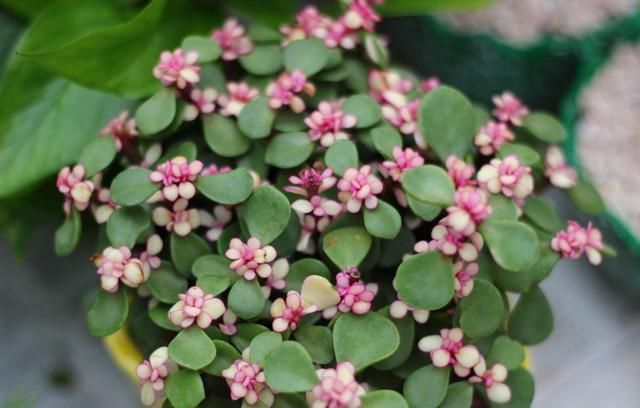  「再犯」养花总养不好?这3个“错误”别再犯,及时改正,轻松养“爆盆”