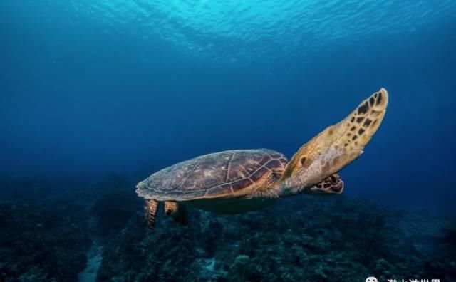 这个唯一免签的美国领土，刚刚缩短了免签停留期！不潜水还等啥呢