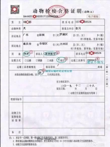 有没有宠物托运