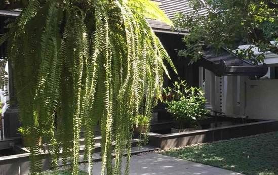  [杨树]在农村什么树不能种在院中？都说4种公认不可栽种，可有讲