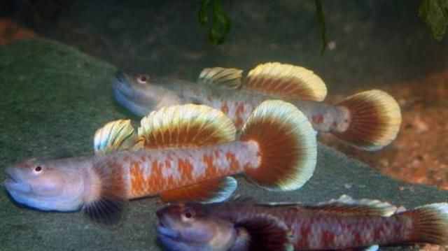  『生活环境』这一种观赏鱼不仅仅非常好看，又很好养，快学学饲养经验吧