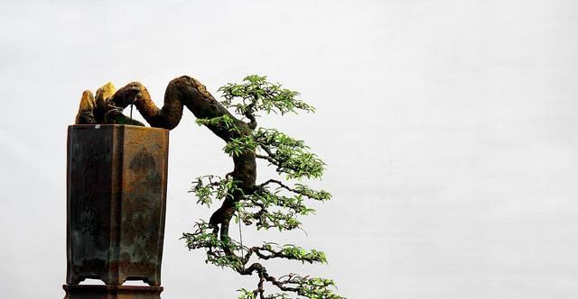  【海派】盆景五大派，盆景知识的一些介绍