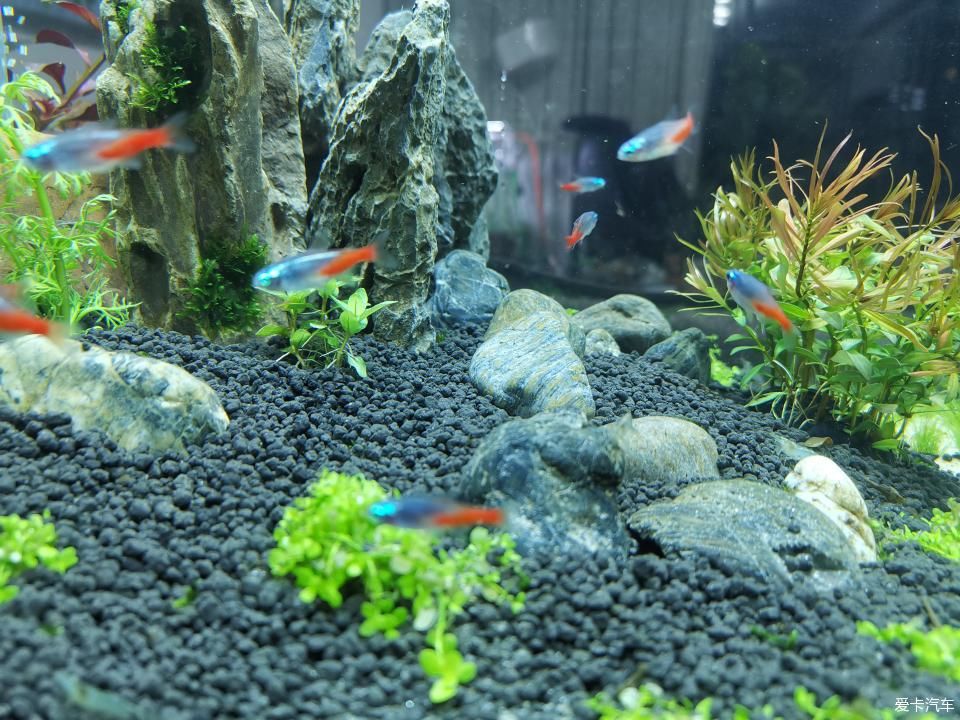  『水质』我家的花花草草第十四季-新手折腾水草缸