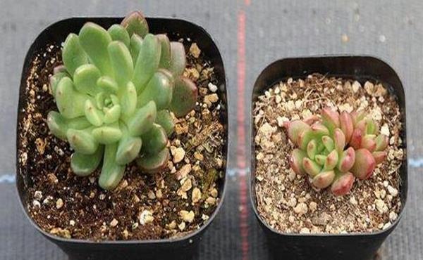 【修根】新买的多肉不会修根,盆栽总是养不好,养花大神教你一妙招!