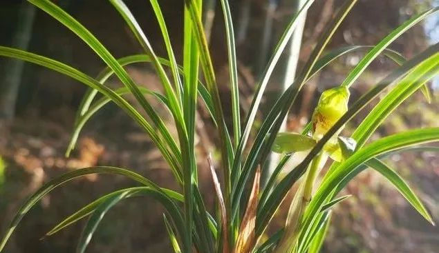  『种植的兰花』服盆期的兰花,可别乱施肥,这样施才安全有效!