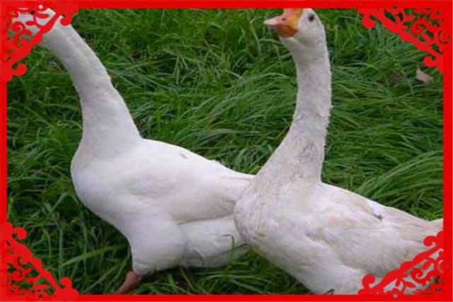  收益：农村养殖这几种畜禽收益高，而且销路不愁，值得推荐