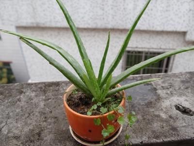 【夏季】芦荟这么浇水,不烂根,不干瘪,又绿又肥,新芽直冒!