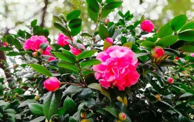  「新枝」四月茶花抽新枝，这时最不能换盆，很容易影响整年花期