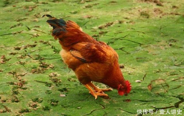 农村俗语“春不捡鸡，冬不捡兔”，是什么意思有道理吗