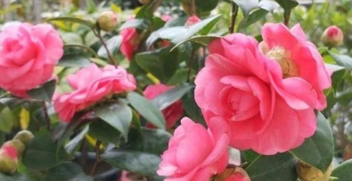  #花期#这“3种”花,养阳台上,漂亮又好养,一年四季“花开不断”