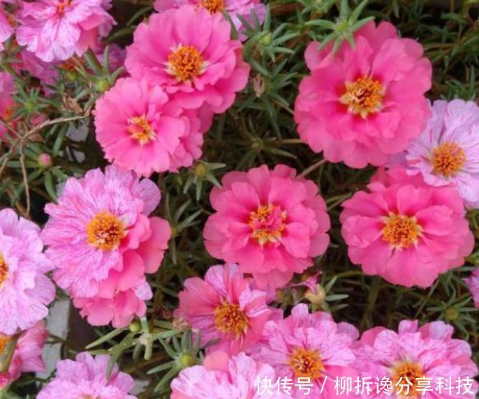  『家里』家里养上“3种花”，直接变成“百花园”，高雅艳丽，美不胜收！