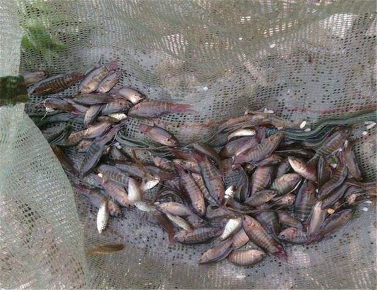  「鱼缸」20年前太多没人要，如今有农民大量养殖，一尾卖5元