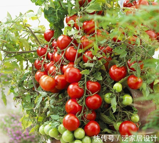 「硕果累累」阳台种菜,种3种速生菜,30天就采摘,叶子肥嫩,硕果累累