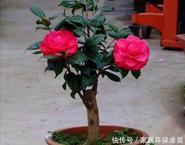  品种|家中养好茶花，先从这几个细节做起，长势旺盛，开花美艳