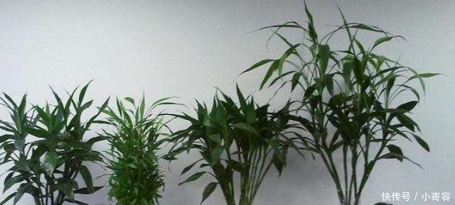 『三角梅』这4种爱“吃醋”的植物,1个月浇1斤醋,叶片油绿,还疯长不止