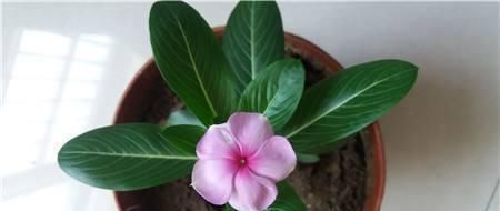  『枝繁叶茂』养四季梅这样修剪一下，开花多四倍，枝繁叶茂，一盆种出很多盆