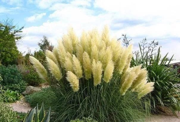  「偿命」4种美死人不偿命的小草，有一种因太美而受人践踏