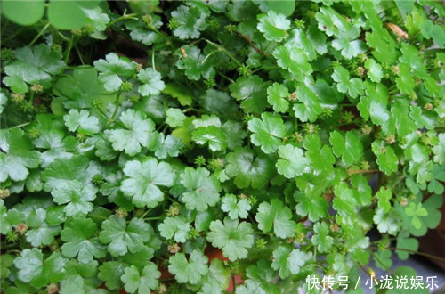 此草长在墙角，农村很常见，煮汤喝能治咳嗽，比吃药还管用