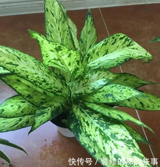  「阳光」这5种叶子花，命贱好养，没阳光也能长好！叶子比花好看