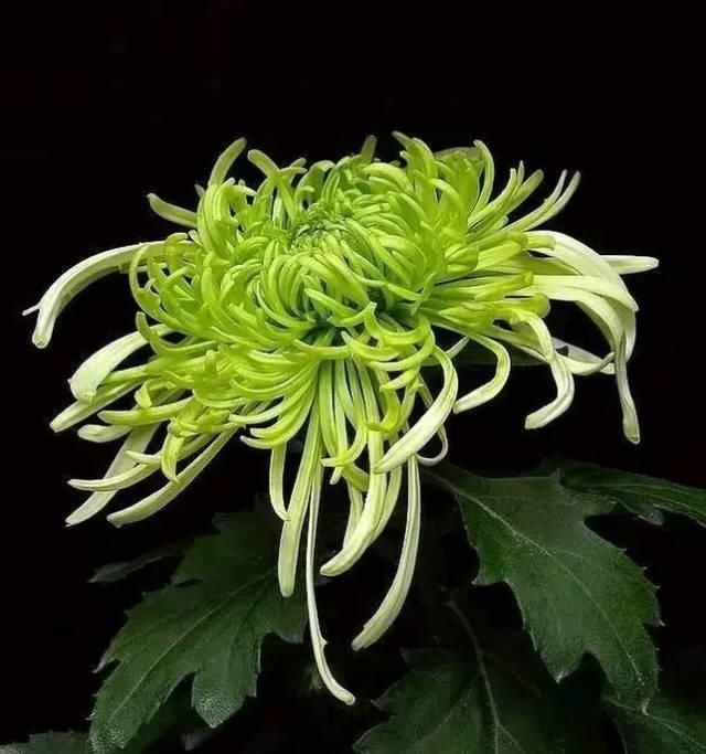  【花中】中国10大名花，哪个是你的最爱？