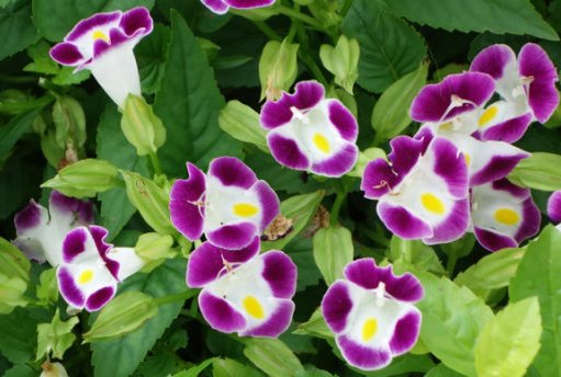  「试试」在家养花总是养不活，试试这些花草，易成活生根快，开花爆满
