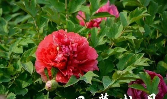  『牡丹』芍药和牡丹的区别图,看懂图就能轻松区分出来!