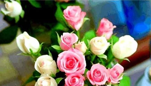  盆栽玫瑰花@养玫瑰花盆栽，掌握“两勤两多加一少”口诀，玫瑰花枝繁花多香艳