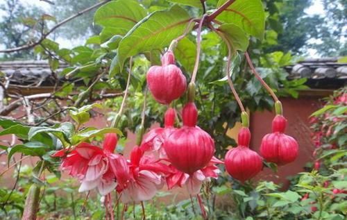  『肉花』萌萌的多肉花，这种花叫宫灯花，开花时一株挂上百个“灯笼”