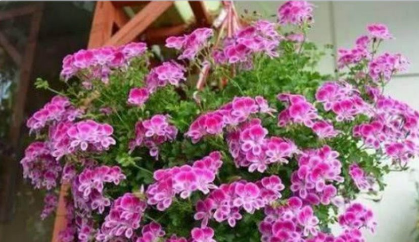  「养超」4种花吊起来养超美，好养易爆盆，个个开成大花球，一盆开花300朵