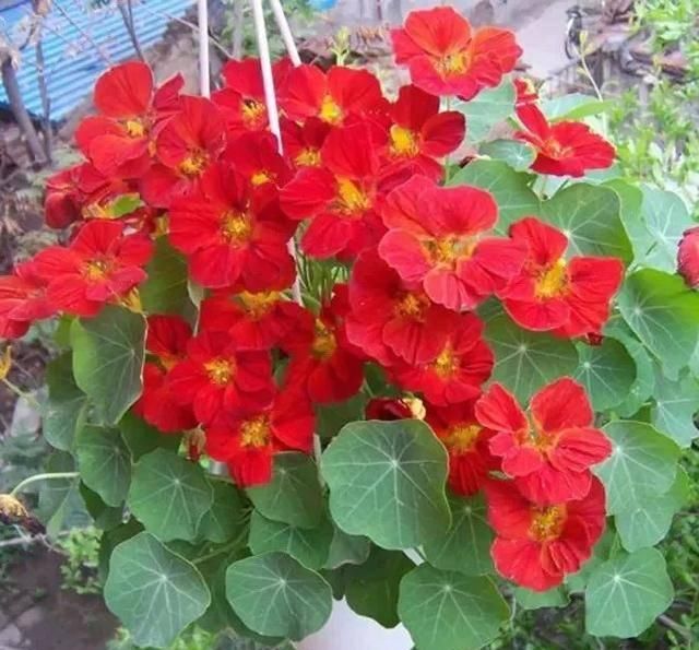  「爆花」这八种“爆花小机器”吊着养更疯狂，像个大花球，漂亮极了