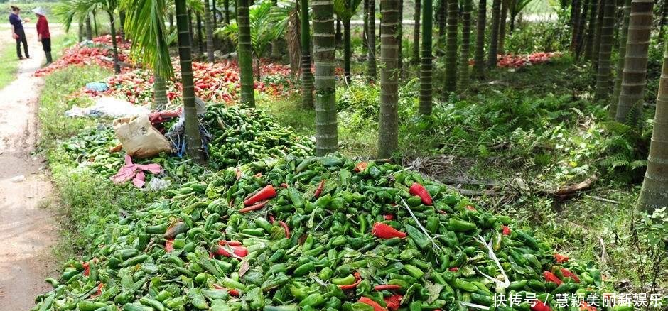 辣椒1元3斤没人要, 菜农整箱倒掉, 汇成“辣椒河”, 绵延数百米