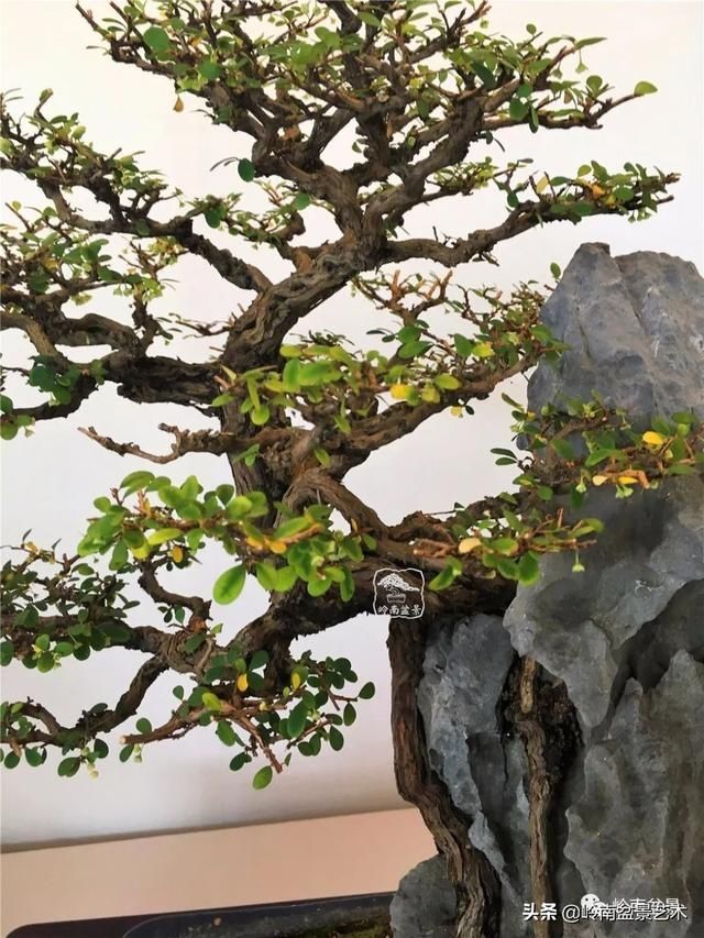『作品』岭南珍品——山格木盆景