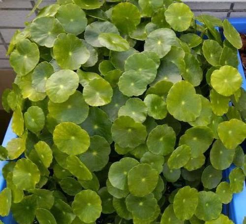  「黄叶」招财的“铜钱草”好养易活，学会这3招，叶色绿油油，不黄叶