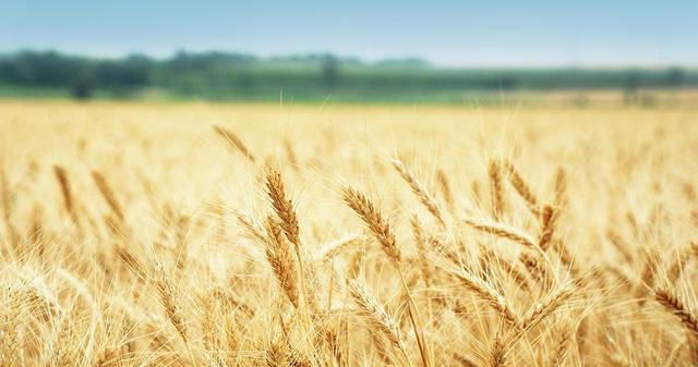  [承包]从2020年开始，承包土地的农民可以得到多少国家的补助金