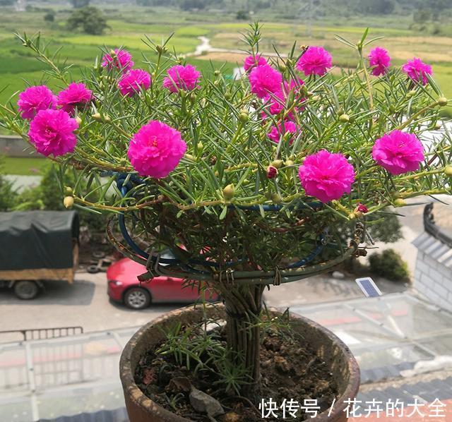  【时间】养1盆太阳花，时间会给你一个美丽的答案