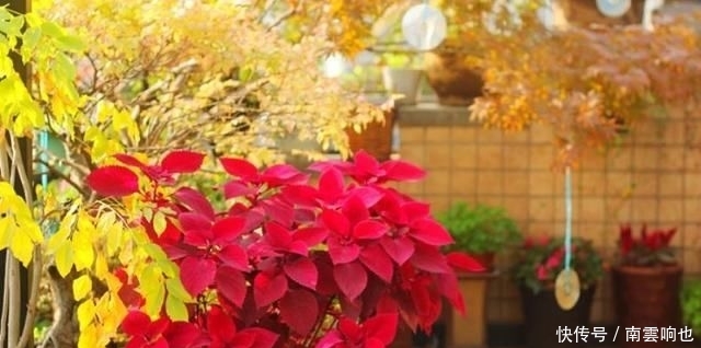 「害怕热」露天阳台,爱上一点颜色的季节