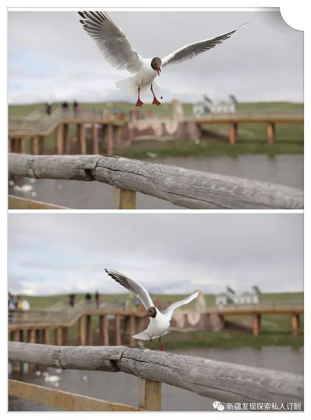 去了北疆才知道,中国有多大;去了南疆才知道,中国有多美