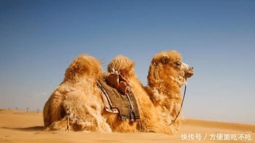  难道■仙人掌满身是刺，骆驼却常年以吃仙人掌为生，难道它不怕扎嘴吗