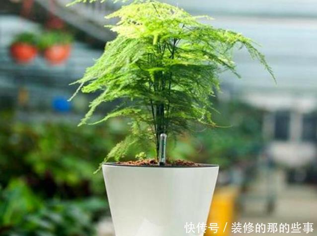 寓意|此花寓意君子之交,友情长久,放在门口,有客似云来的寓意