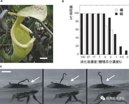  【一无所知】兰花是“骗子”？猪笼草是“坐便器”？或许你对植物的智慧一无所知