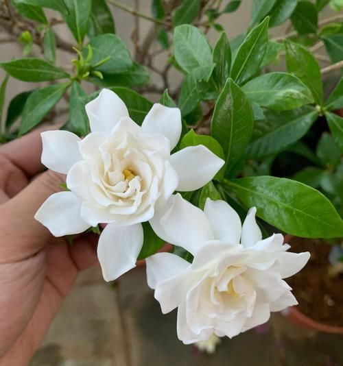  技巧@盆栽栀子花枝繁叶茂花多又浓香的养护技巧，如何避免栀子花黄叶