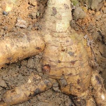 女人过了40岁,这5种天然雌激素要多吃,滋养卵