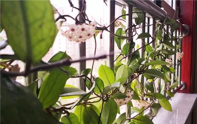  【满园】绿萝吊兰别再养,此花养法简单,花期7个月,一开就是花满园