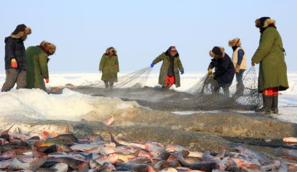 一网30万斤！查干湖的鱼越捞越多？渔民哭诉：看这群人都干了啥