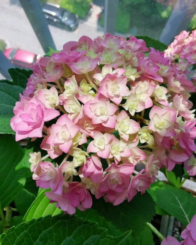  #图片作者#有一颗爱花的心，就算只有个封闭小阳台，也能养出一片花海！