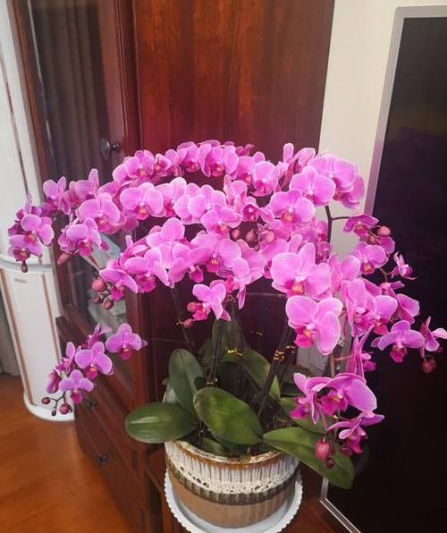  『摆在』养盆蝴蝶兰，摆在茶几上，花开一大串，花期2个月，超漂亮