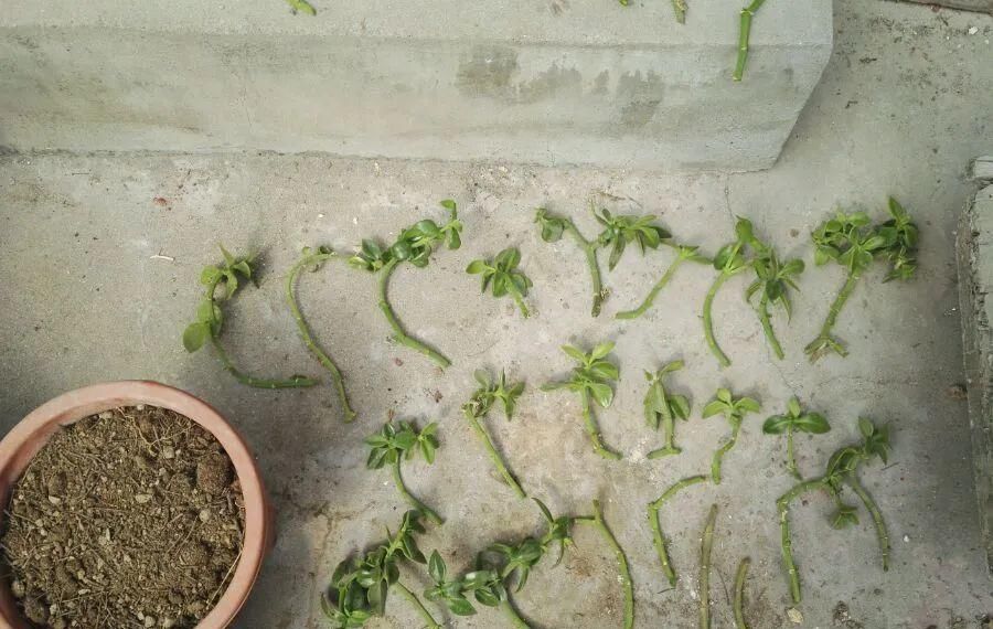 【慎养】这花要慎养,每年砍掉3麻袋,照样蹭蹭长!